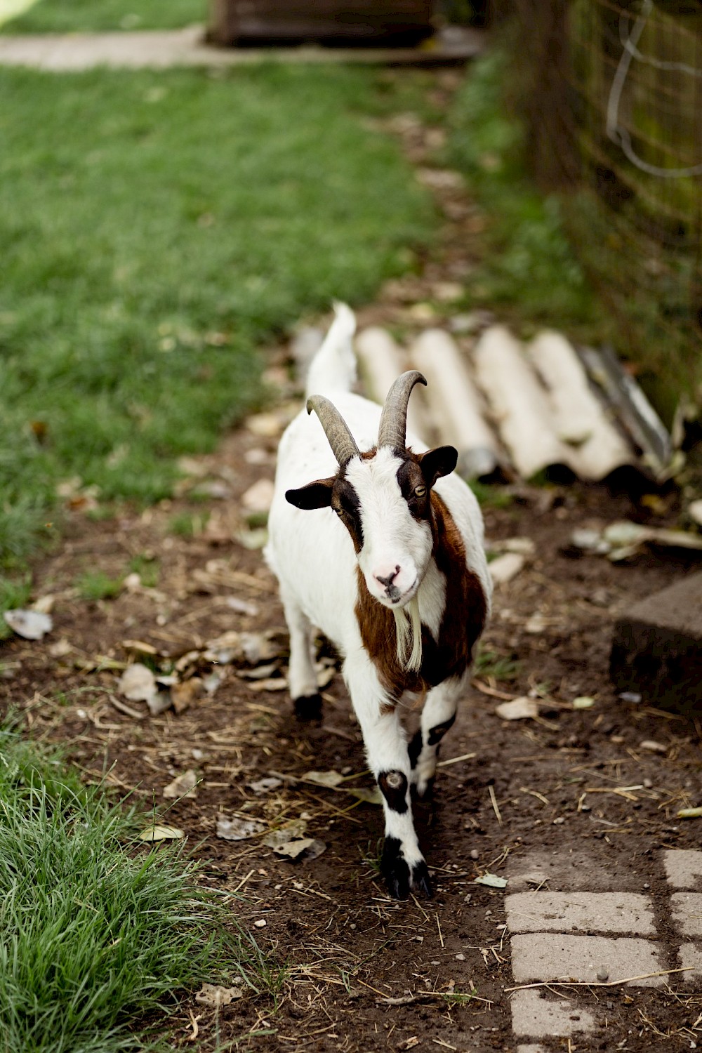 reportage Landhochzeit im Garten in Rees 9