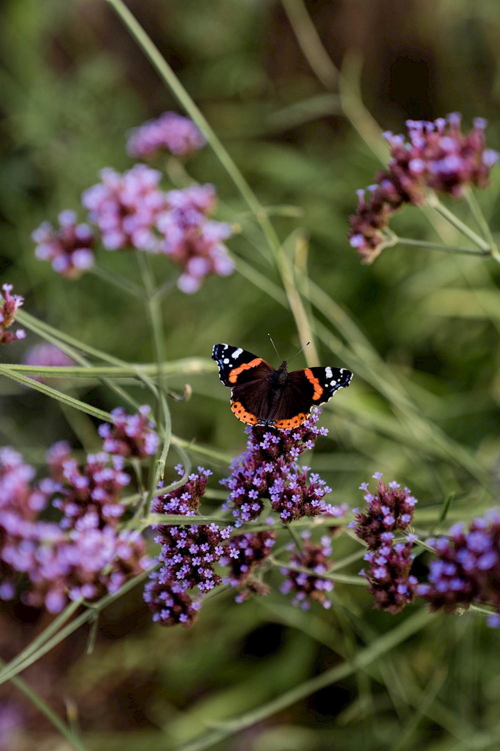 reportage Landhochzeit im Garten in Rees 20