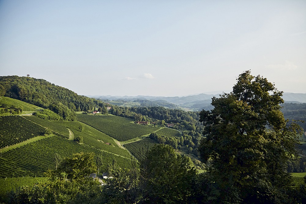 reportage Internationale Herbsthochzeit in den steirischen Weinbergen 32